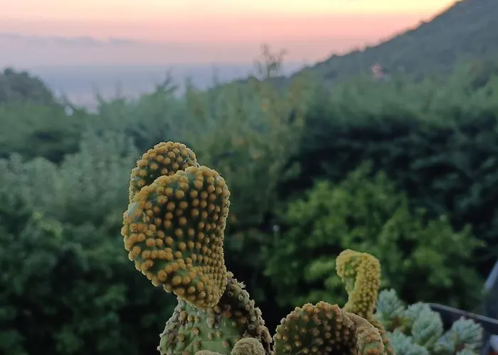 ヴィラ Le Coccinelle