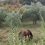 Le Coccinelle * מראטיאה
