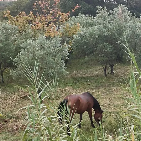 Le Coccinelle * מראטיאה
